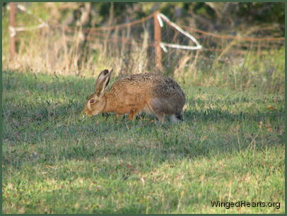 While the hare's glad for fresh grass While the hare's glad for fresh grass