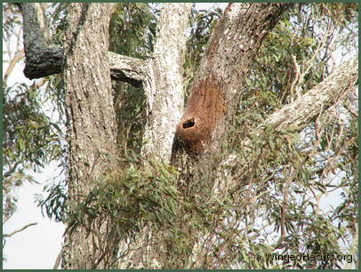 a nice spot for agalah nest