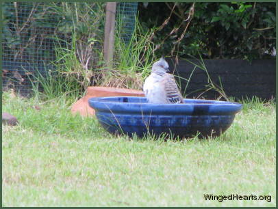 Cresty - tries out the new bath