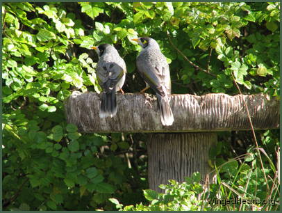 The minnies are pleased with the sunshine