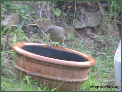 The bowerbird maiden