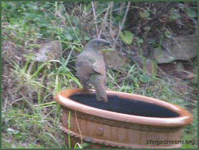 returns to her bath