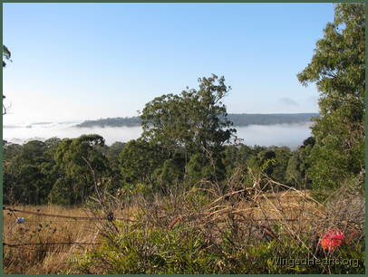 to misty winter days