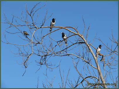 Their pied cousins form new teams