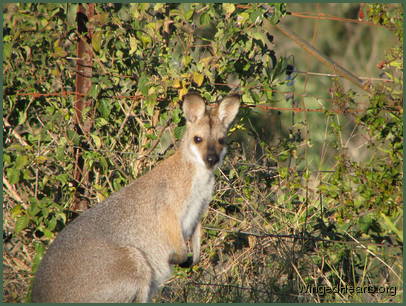 wallaby