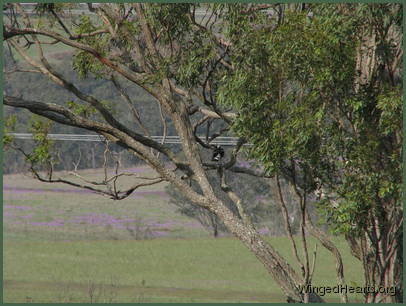 erasing all earlier traces of drought