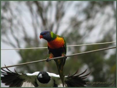 Rainbow lorikeet and australain pied-butcherbird