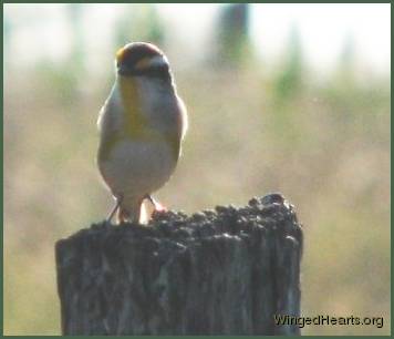 scrub wren on a post