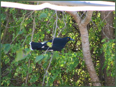 Karitu tries to hide in the mulberry tree