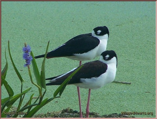 Black-necked Stilts