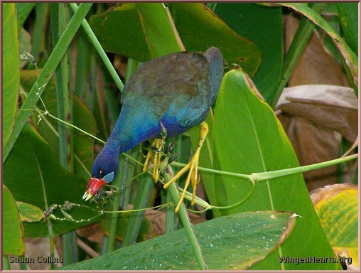 purple gallinule at Green Cay nature center