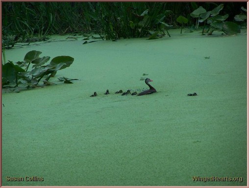 moorehen with her brood swimming in the duckweed at Green Cay Wetlands