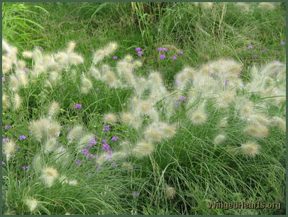 Wild grasses spring up along the roadside
