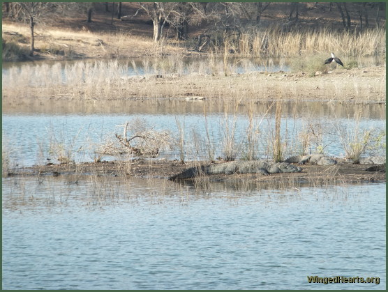 crocodiles at ranthambore