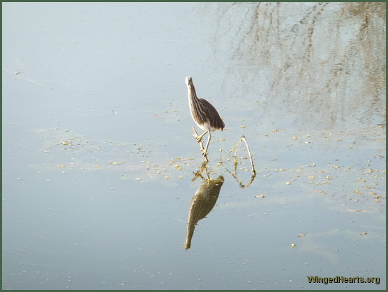 bittern at ranthambore