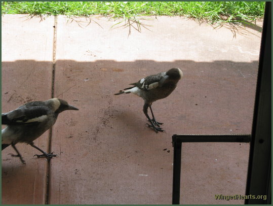 Shelly magpie (left with injured wing) and sister Nelly magpie