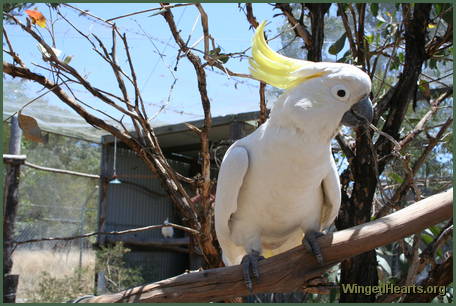 Charlie Girl - with hernia between her legs