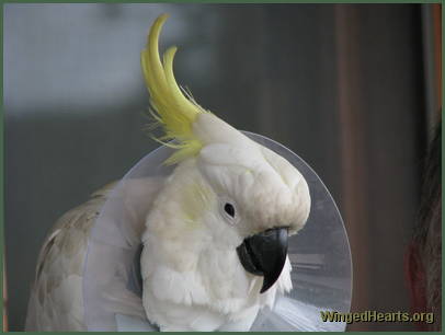 Charlie Girl - ready for a snooze