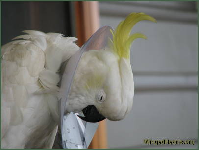 Charlie Girl - snoozing