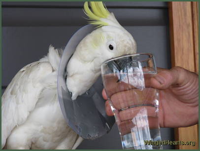 Charlie Girl - collar