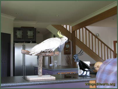 Charlie Girl on Perch-1