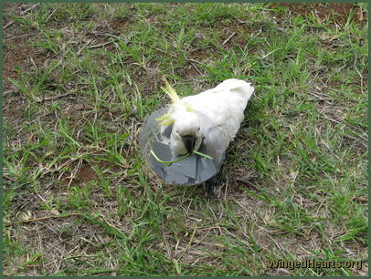 Charlie Girl munching grass