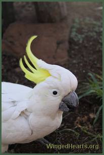 Charlie Girl - recovered - no collar anymore