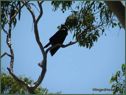 The crow overhead also asks for attention