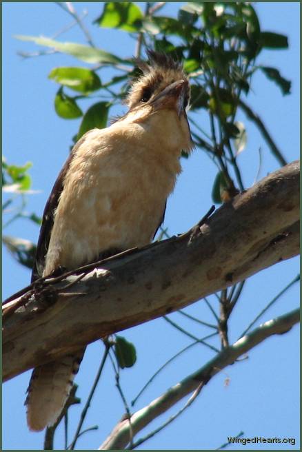 Young Kookaburra