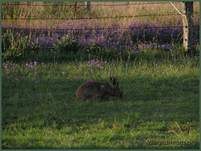 and the hare's delight