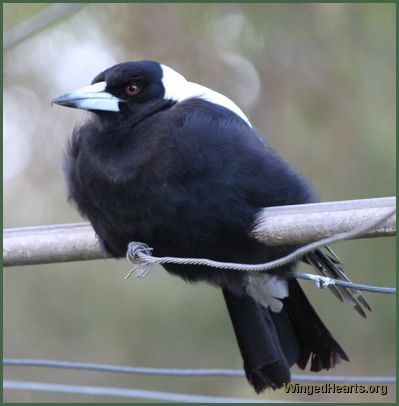 One legged Australian magpie