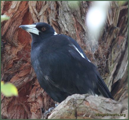 Australian magpie